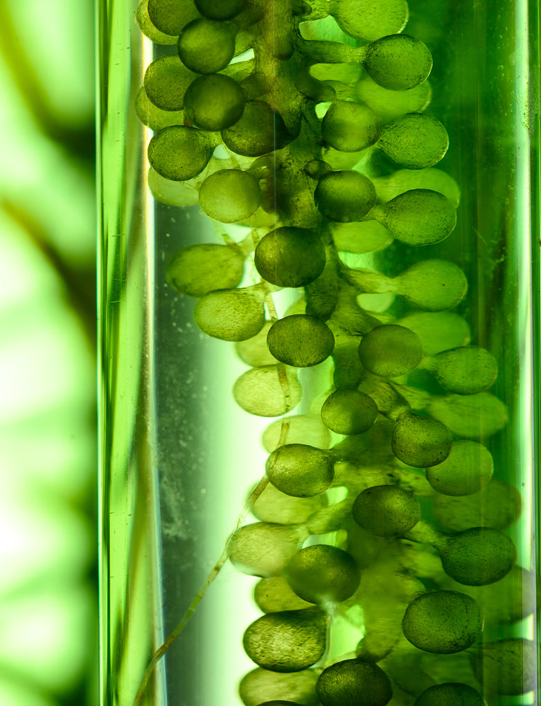 Extrait de Chlorella Vulgaris