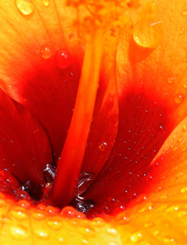 Extrait de fleur d’hibiscus
