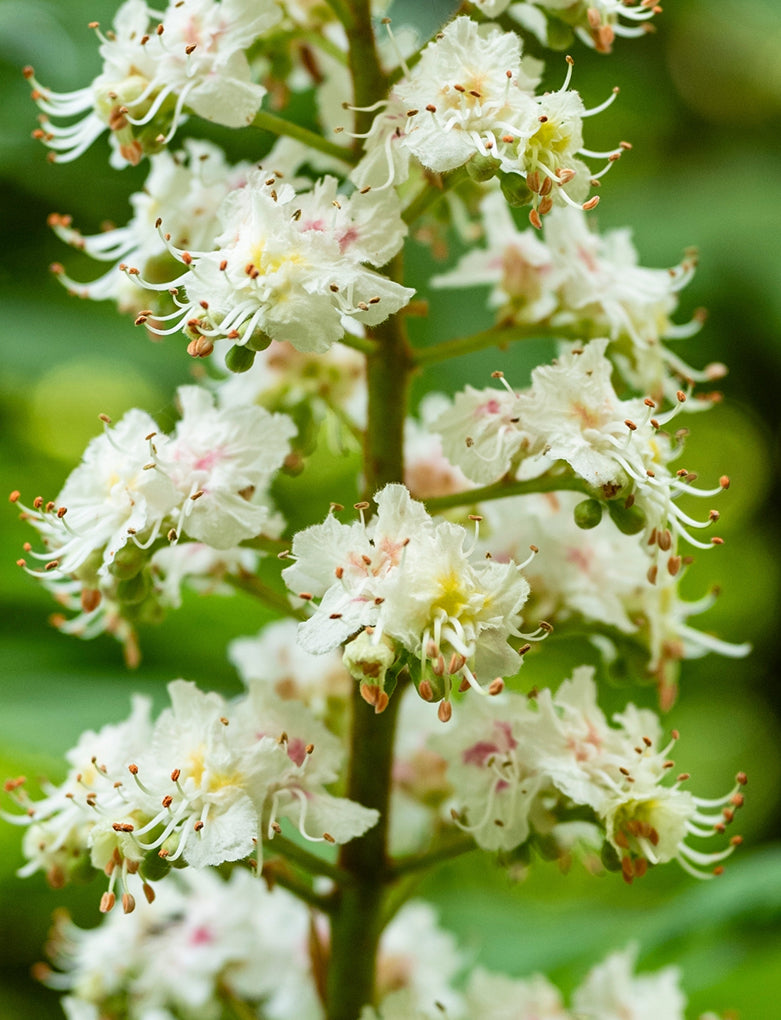 Extrait de Fleur de Marronnier d’Inde